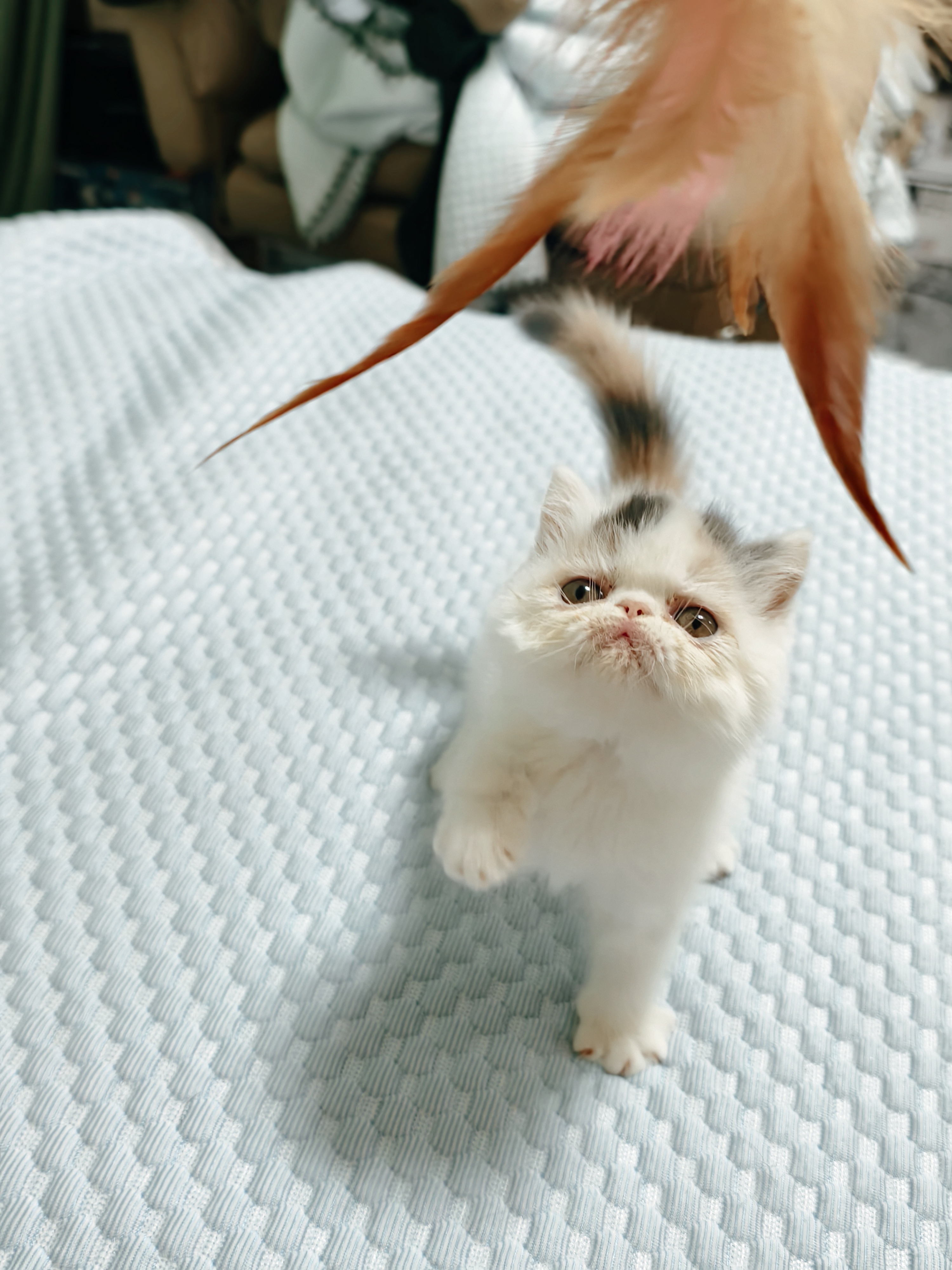 南京自提，加菲猫咪